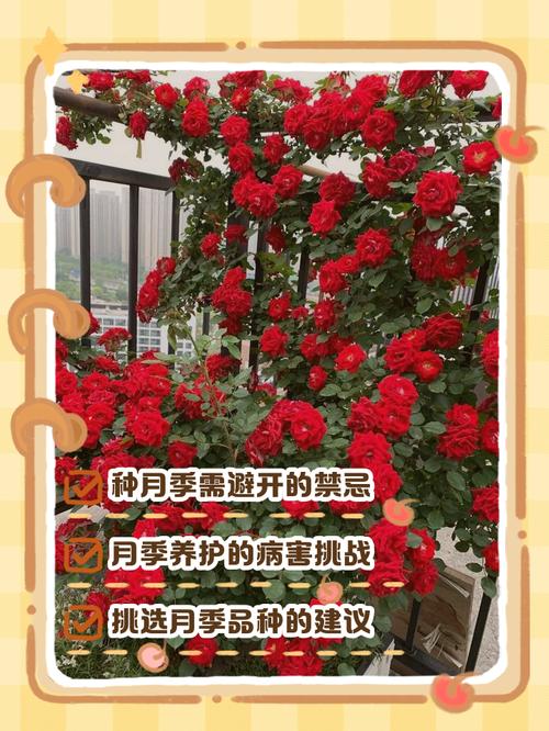 家里风水忌讳种植月季花吗？