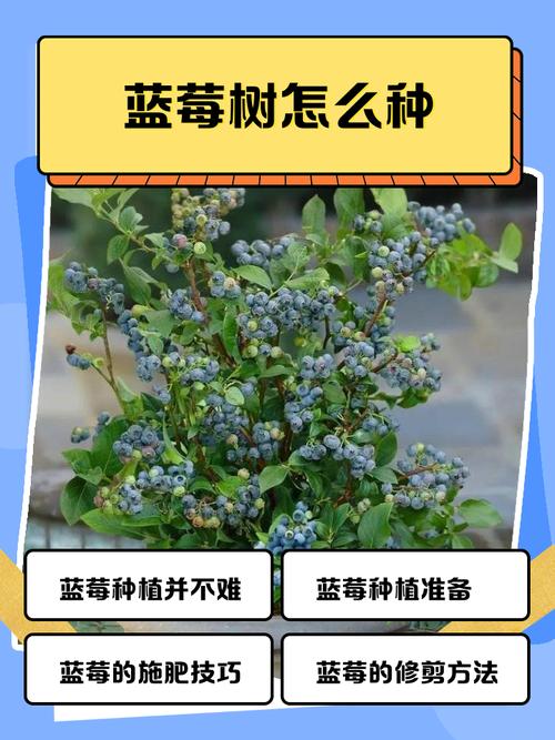 家里种植兰莓树风水如何，适合吗？