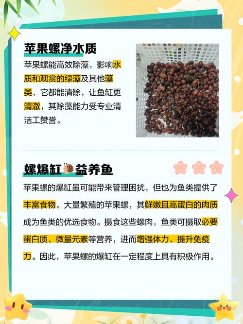 将海螺放置在鱼缸中会对家居风水产生怎样的影响呢？