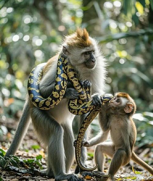 将猴和蛇放在一起，对谁可能造成不利影响呢？