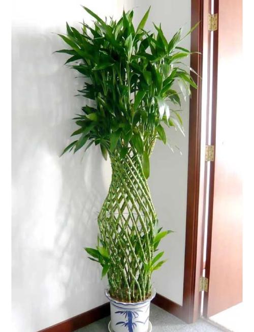 家里摆放植物对风水有何具体影响？