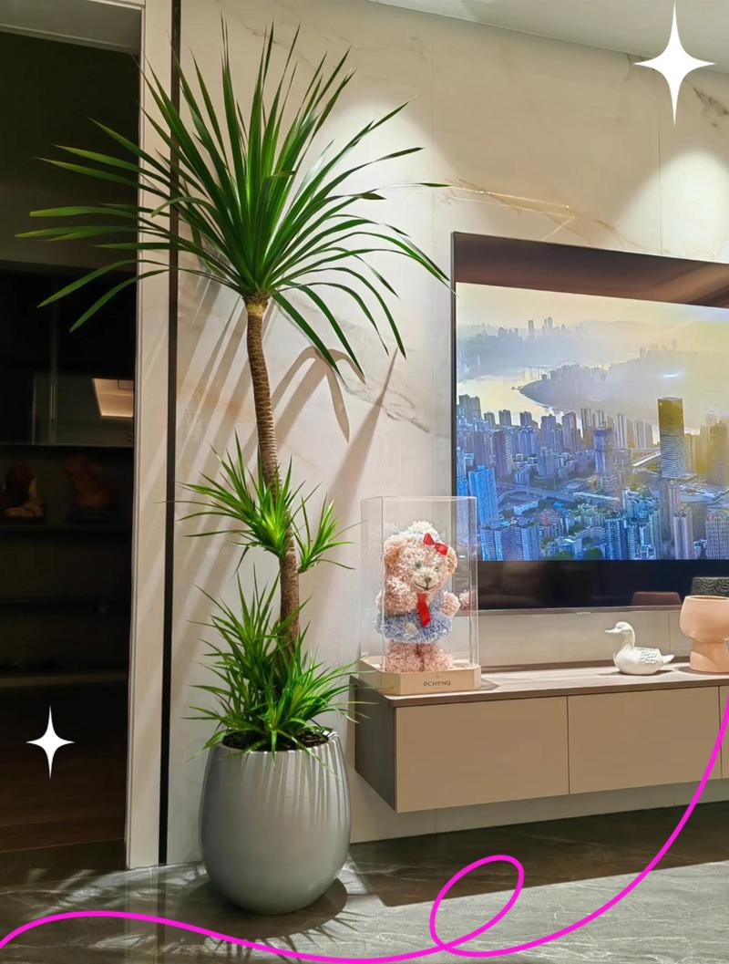 室内植物对家居风水有何具体影响？