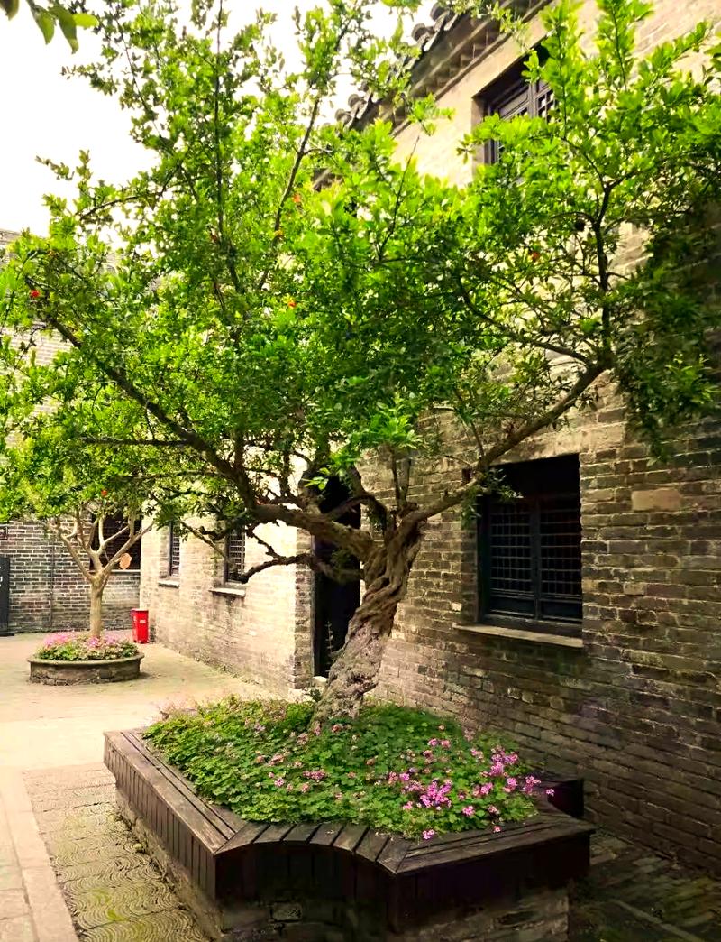 住宅风水大门前摆放树木有什么讲究吗？