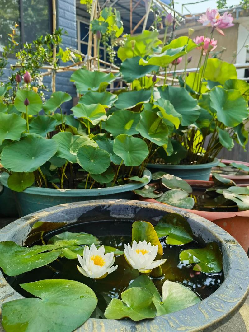 荷花摆放在家中风水如何，适宜进屋吗？