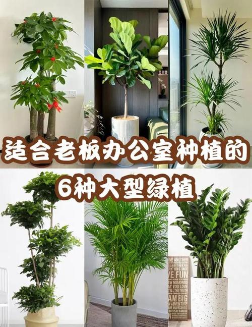 企业摆放绿植时，有哪些风水讲究需要注意呢？