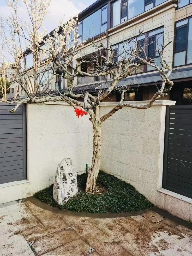 小院种树对风水有影响吗？合适吗？