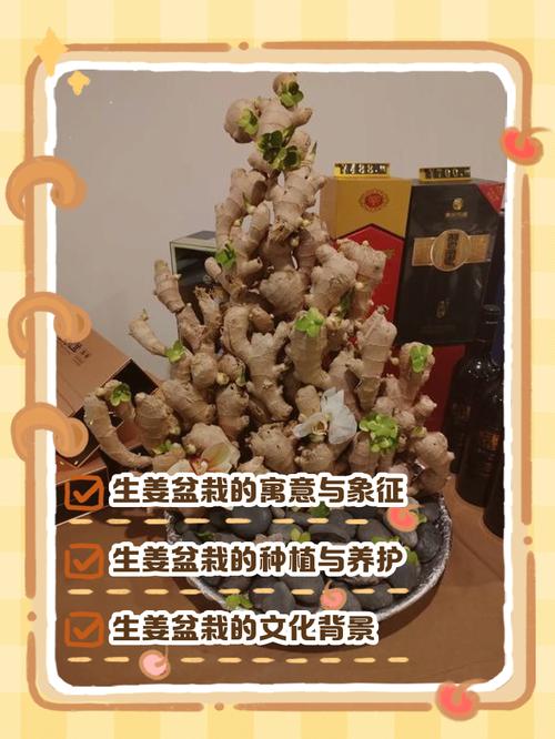 家里摆放姜对风水有影响吗？