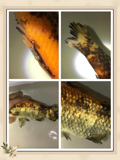 花色鲫鱼究竟算不算具有风水意义的吉祥鱼呢？