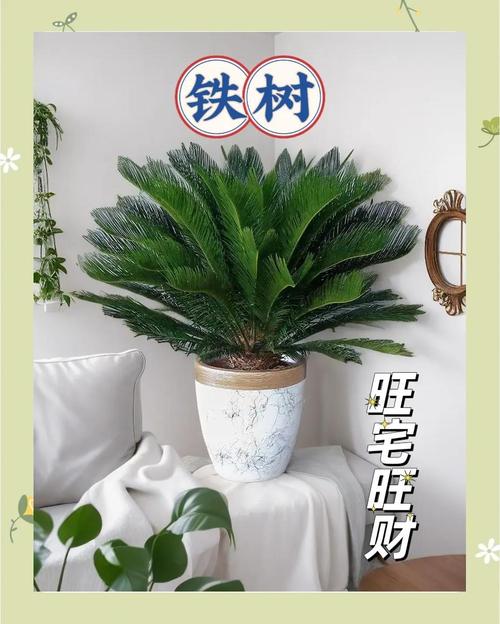 卧室摆放铁树对风水有影响吗？