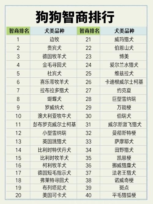哪种宠物既长寿又聪明，哪种宠物的智商位居榜首呢？