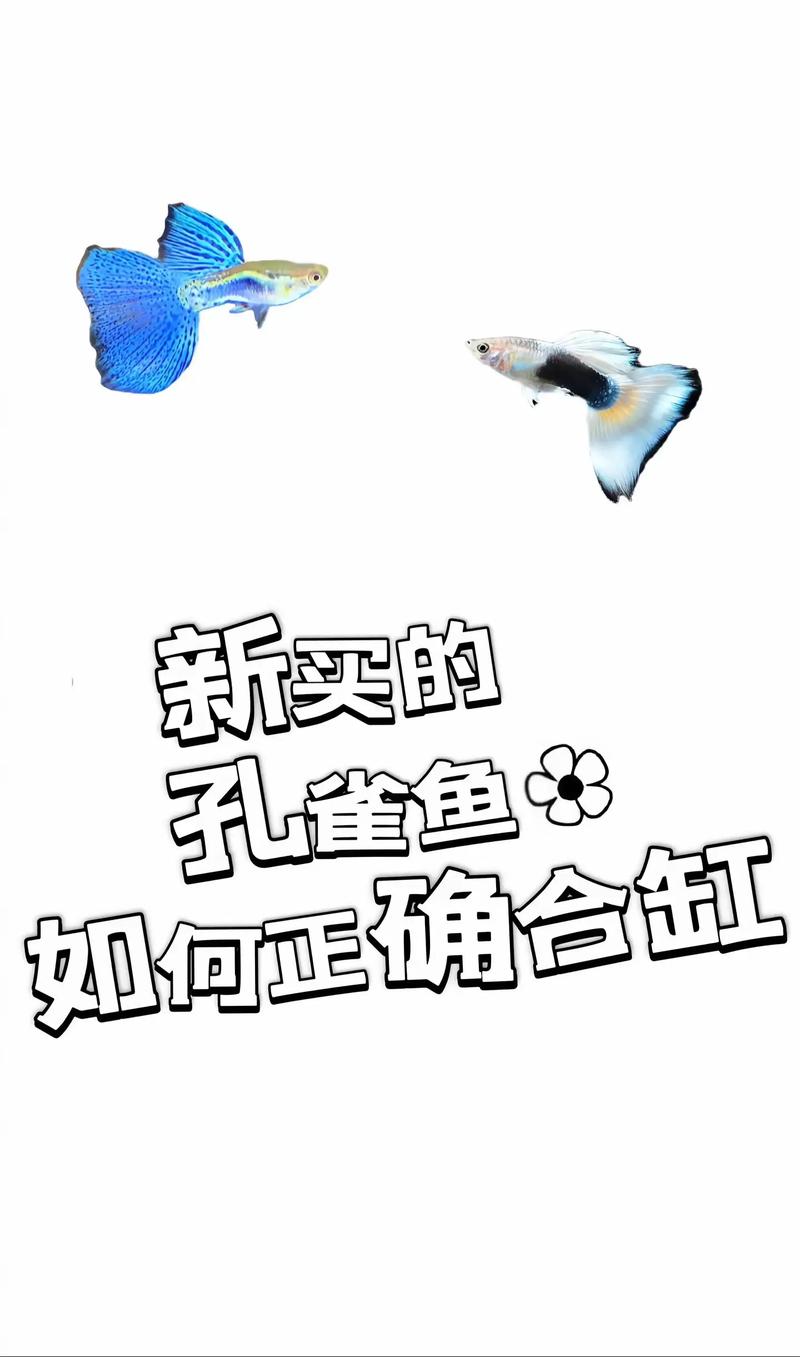 养孔雀能带来财运吗？孔雀养殖风水如何？