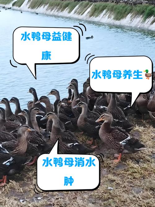 八字命理看鸭子准吗，女性改命真的有效吗？