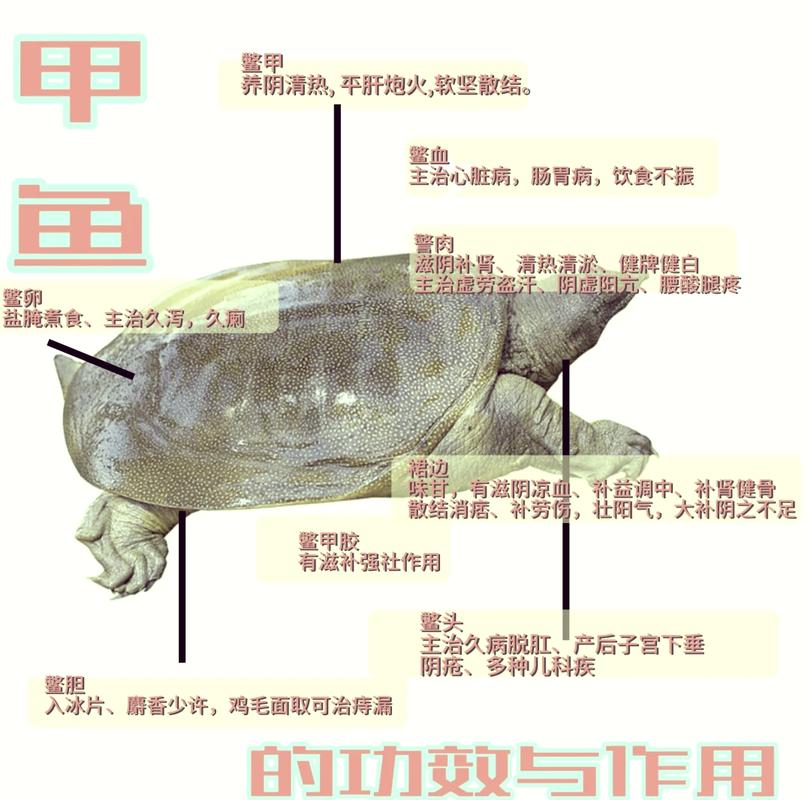 养甲鱼在风水上真的有特殊作用吗？这是否能带来好运和吉祥？