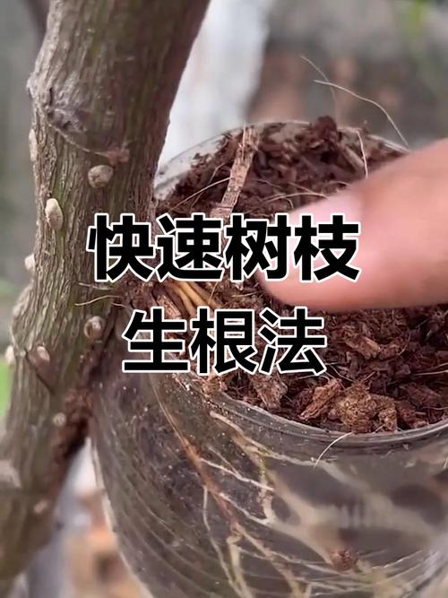 如何让在松树林扎根的树苗成活率蕞高？