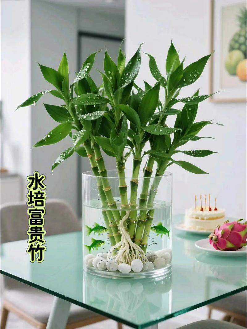 鱼缸里种竹子风水怎么样，有什么好处吗？