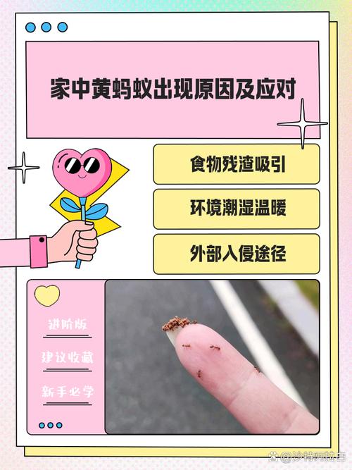 屋角蚂蚁频繁出现是否会对家居风水产生不良影响？