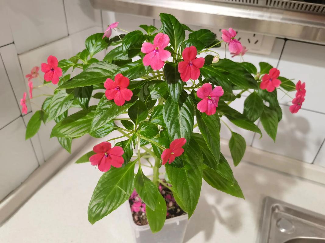 风水学中，玻璃翠植物适合在家里养护吗？