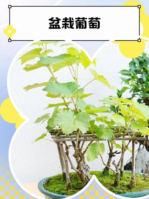 葡萄在家种植是否会影响家居风水？