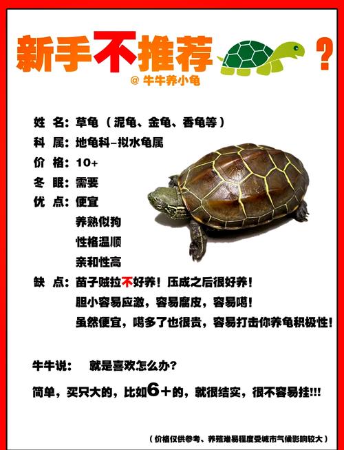 养乌龟对人的风水影响究竟有多大？