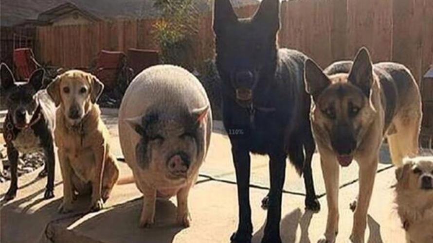 1970年生的狗和1971年生的猪合不合？