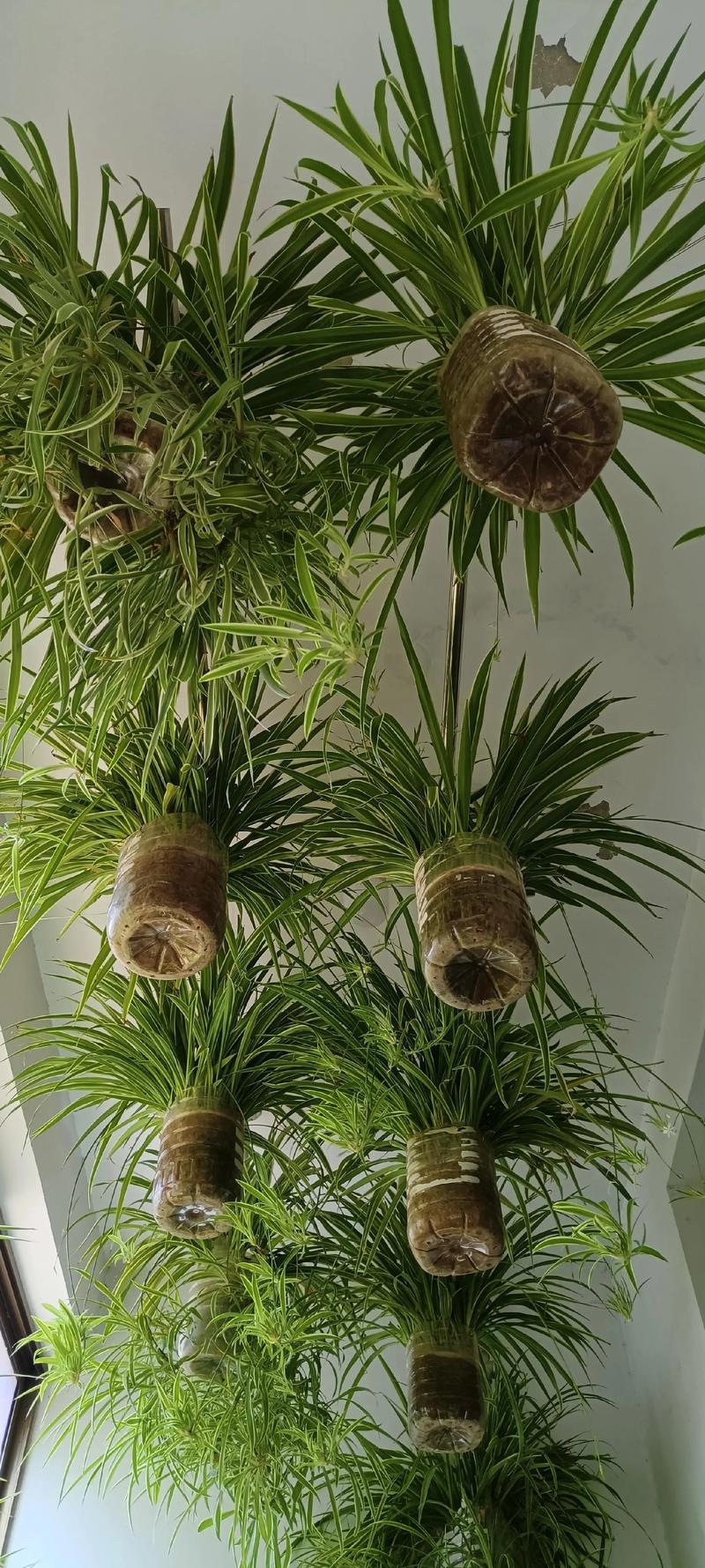 卧室摆放吊兰风水上是否适宜？