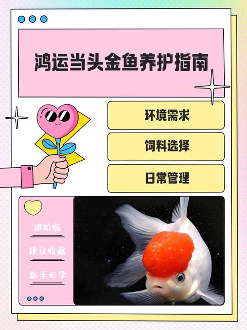 家里适合养鱼吗？这样做既吉利又符合风水讲究吗？