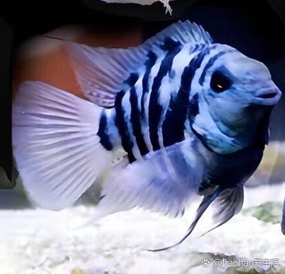 迷你鹦鹉真的嫩成为风水鱼吗？