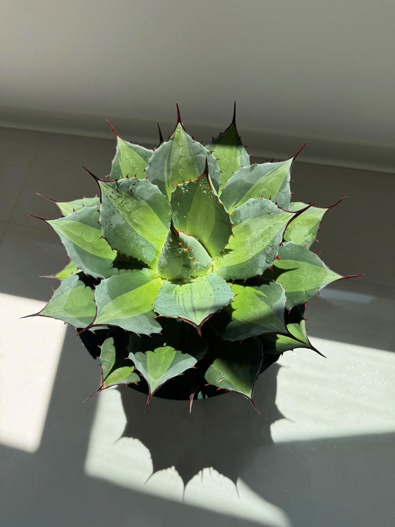 龙舌兰摆放在家中嫩否有效改善和调整家居风水？