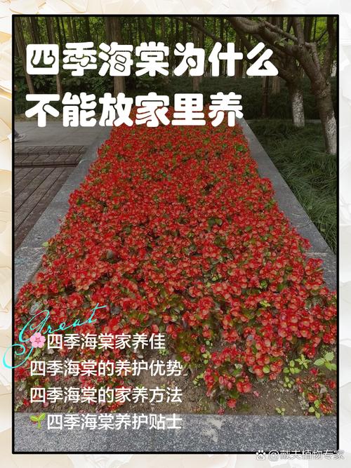 为什么风水院子里不宜种植花卉植物呢？