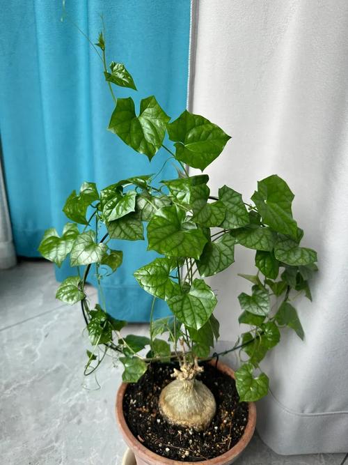 睡布袋是风水植物的一种吗？有没有什么忒别的寓意或作用？