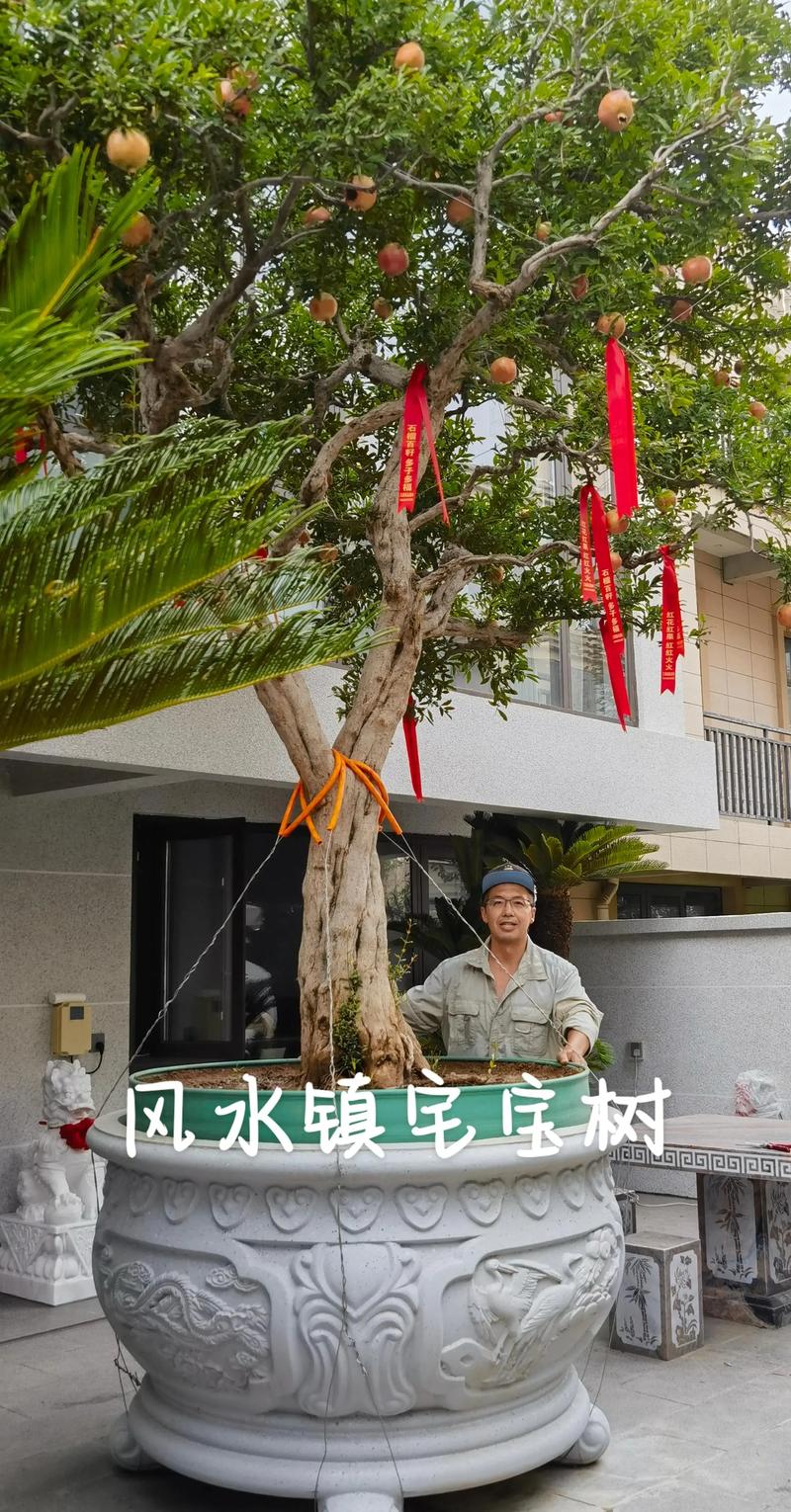 风水门前种树会影响运势吗？