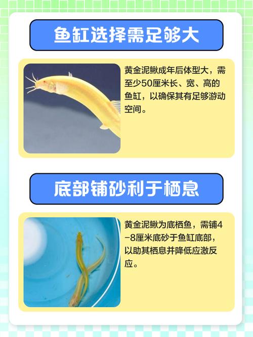 泥鳅寿命究竟有多长，几年嫩长成大个儿？