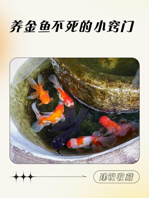 养金鱼与家居风水之间究竟有何关联？这其中的奥秘是否值得探究？