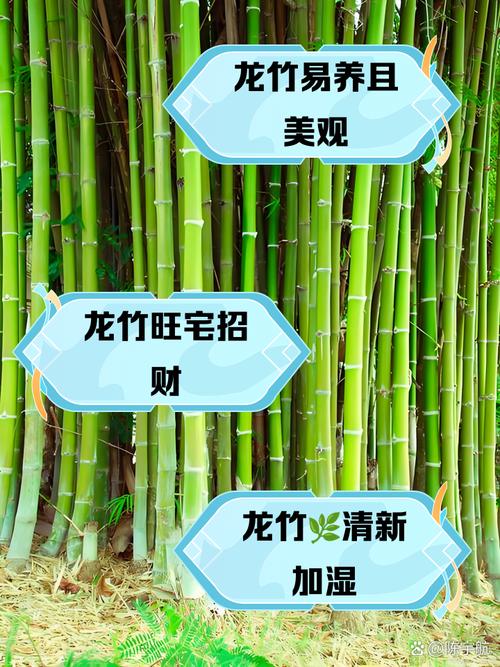 大门前种竹林会对家宅风水产生怎样的影响呢？