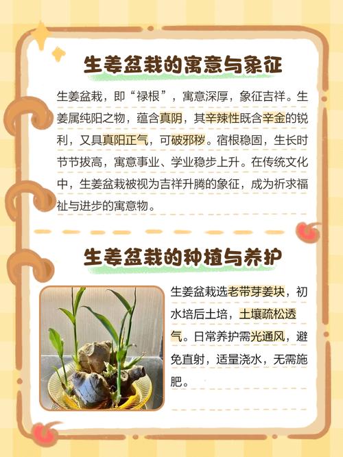 家里摆放姜对风水有影响吗？