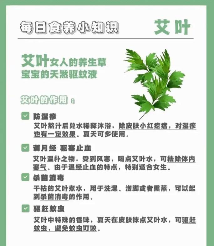 家里种植艾叶会对风水产生怎样的影响呢？