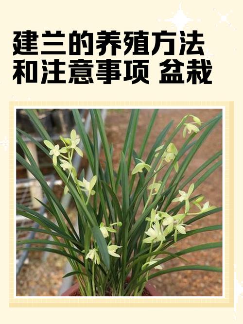 老家附近有种植兰花的风水宝地吗？