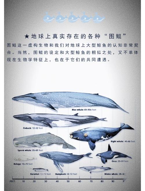 鲸鱼八字命理中，五行相生相克如何影响其一生运势？