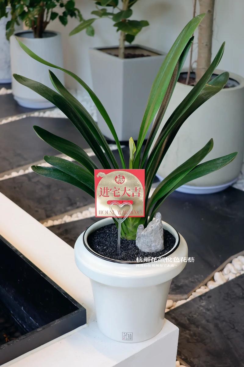 家里种植君子兰有哪些风水讲究需要注意？
