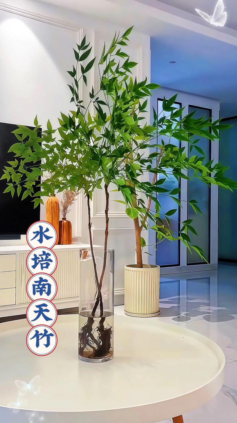 家里适合养海天竹吗？这对风水有好处吗？