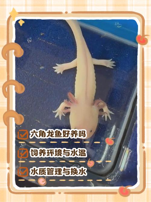 六角龙鱼作为风水鱼，其寓意和作用究竟有何特别之处呢？