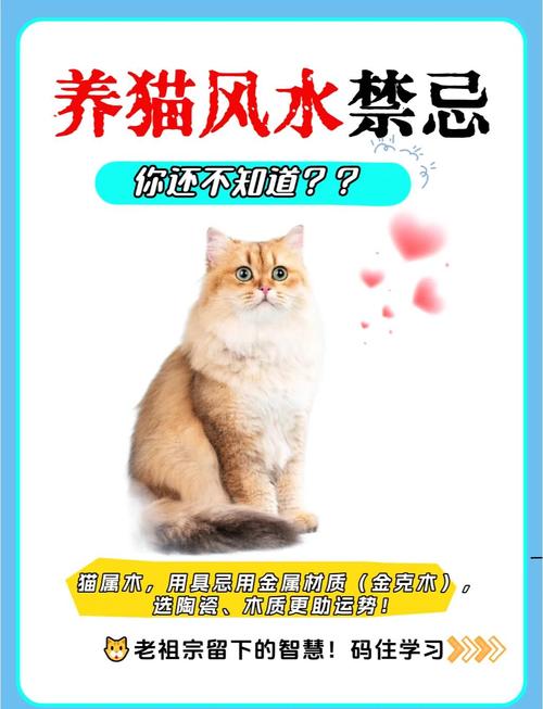 门外养猫风水如何，适合我家猫咪居住吗？
