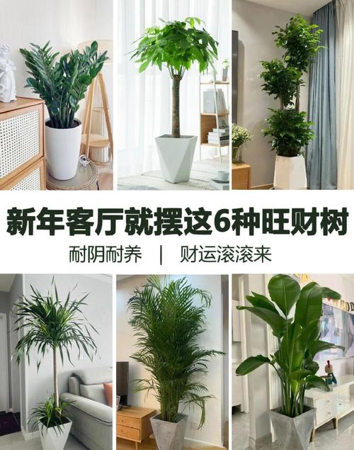 家里适合养大型树吗？这样的风水布局好吗？