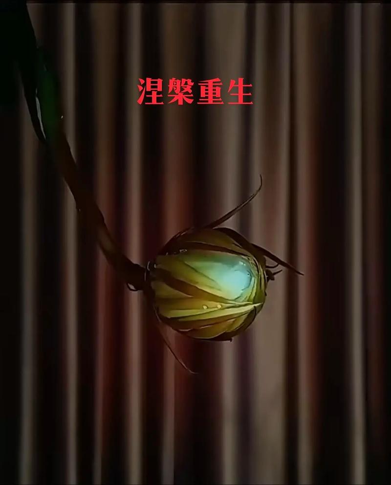 男人先苦后甜的女人命运如何，是凤凰涅槃般的人生吗？