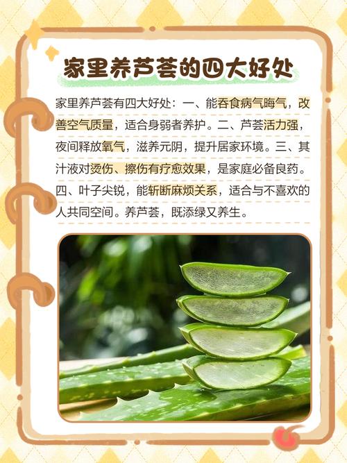 家里摆放芦荟会对风水产生怎样的影响呢？