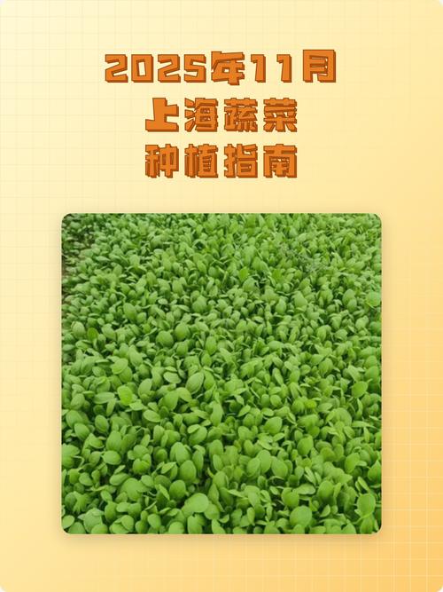 2025年11月5日这一天适合种植作物吗？