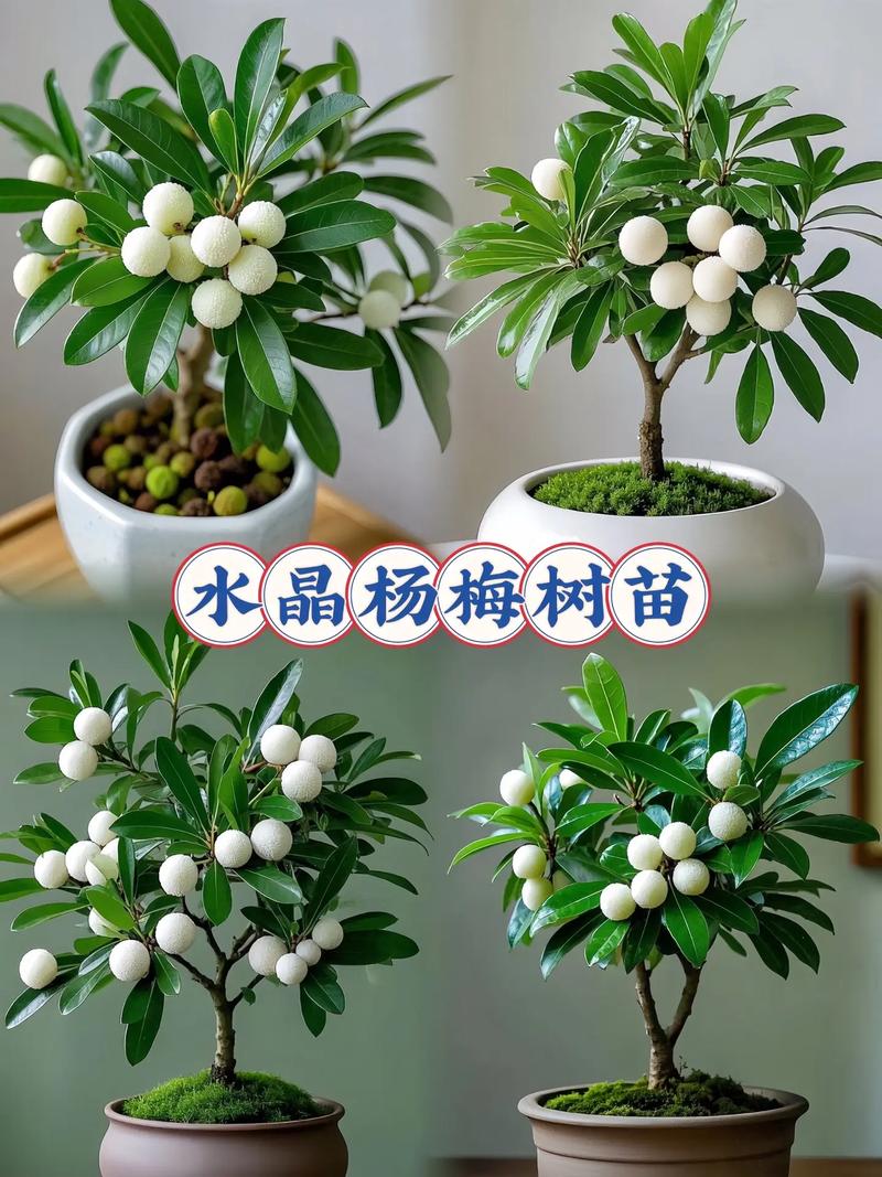 杨梅树种植在院子里对风水有影响吗？