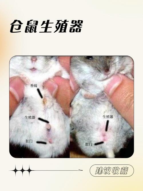 马克鼠还是鼠克马，哪个才是正确的顺序？