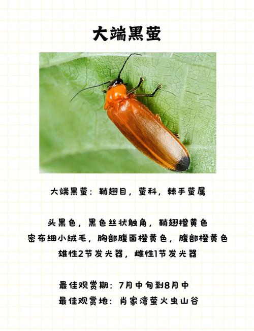 萤火虫八字属什么命格，能否详细解释一下？