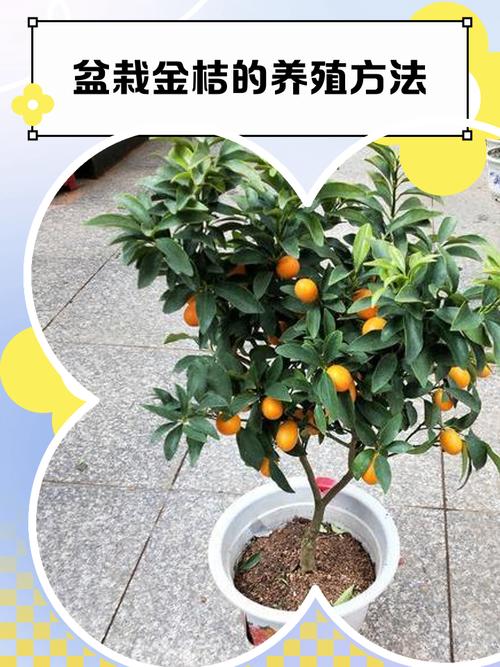 阳台风水适宜种植小桔子吗？